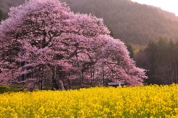 黒部の桜と菜の花