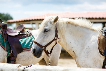 wild white horse of the Camargue, France,