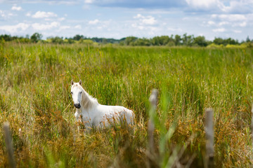 Fototapeta premium wild white horse of the Camargue, France,