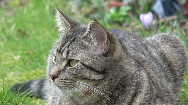 Getigerte Katze im Garten