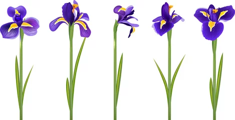 Foto op Plexiglas Set with five detailed irises © Anna Tyukhmeneva