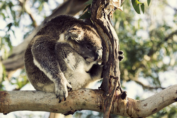 Sleepy koala