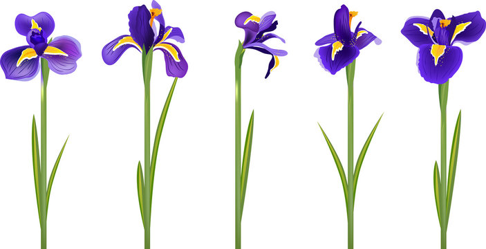 Set with five detailed irises