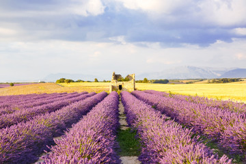 Obraz na płótnie Canvas Lavender fields near Valensole in Provence, France on sunset