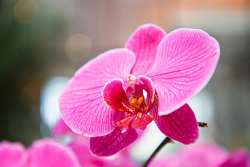 Violet Orchid flowers .