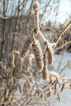 alder catkins in hoarfrost on a sunny day