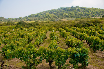 Vineyard on Vis Island, Croatia