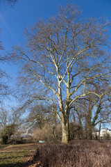 Große Buche Glienicker Horn