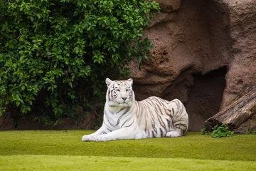 Papier Peint photo Tigre White tiger