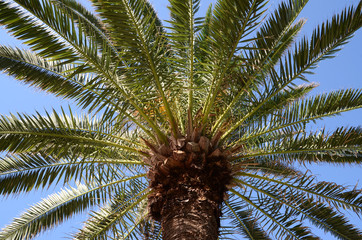Gold Coast Palm Tree