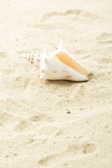 Muschel am Strand, Urlaub, Symbolbild