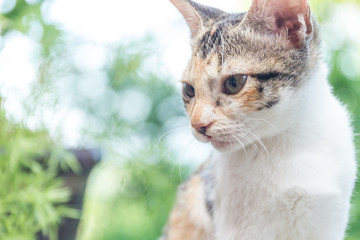 outdoor portrait of cat on natural background