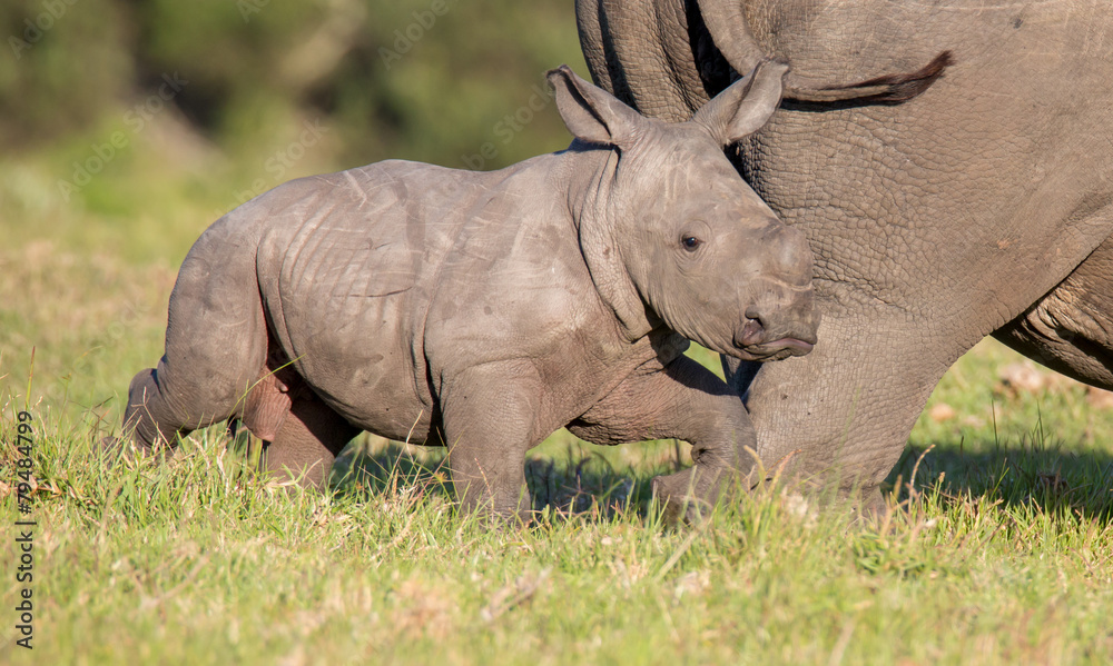 Wall mural cute baby rhino