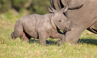 Obraz premium Cute Baby Rhino