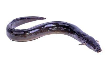 Eel fish isolated on white background - obrazy, fototapety, plakaty