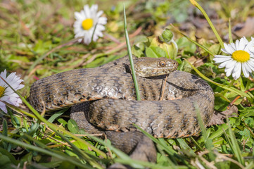 Snake,viper