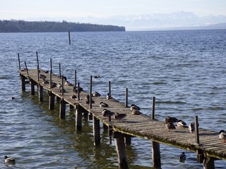 Naklejka premium Morgenstund hat Gold im Mund