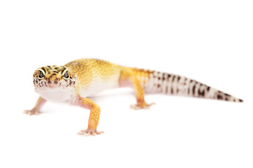 Leopard gecko isolated on white background