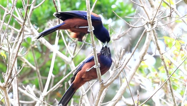 Lidth's Jay (Garrulus lidthi) in Amami Island, Japan