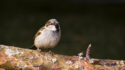 Gorrion Molinero (passer montanus)