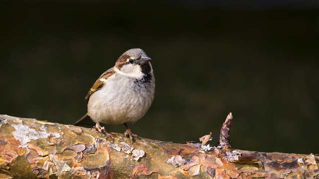 Gorrion Molinero (passer montanus)