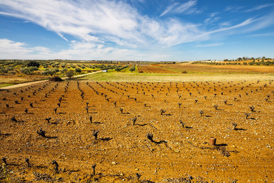 Campo en el camino de Belmonte de Tajo. Madrid