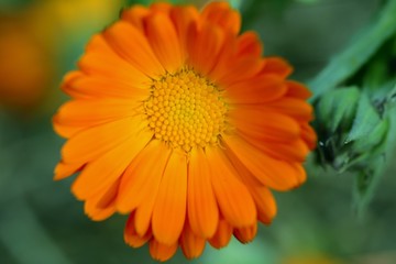 orange daisy calendula