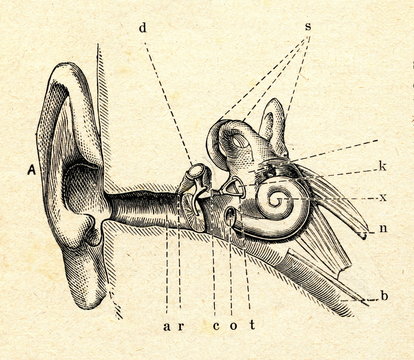 Ear