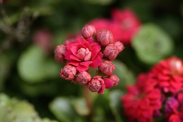 red  flowers