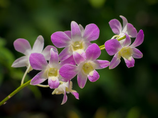 Fototapeta na wymiar Dendrobium