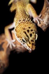 Leopard gecko