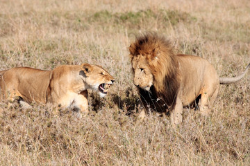 Obraz na płótnie Canvas female and male Lion