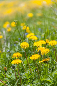 Fototapeta Blumenwiese mit Löwenzahn