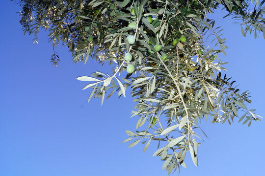 A branch of an olive tree against the blue sky.