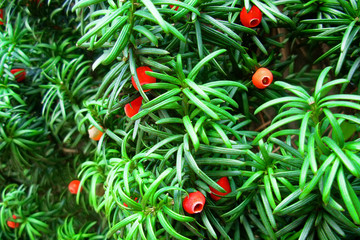 yew tree with red berries close up