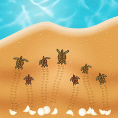 sea turtle eggs on the beach