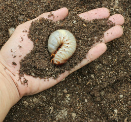 Image of grub worms in the human hand. © yod67