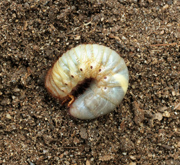Image of beetle larvae on the ground.
