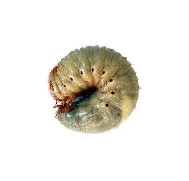 Image of worm beetle on a white background.