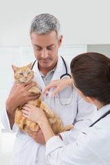 Veterinarians doing injection at a cat