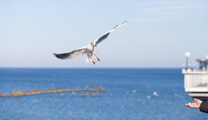 Fototapeta na wymiar Seagull flying to a hand with piece of bread.