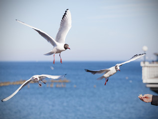 Feeding birds, hand with piece of bread.