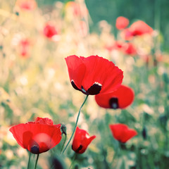 wild red poppies flowers
