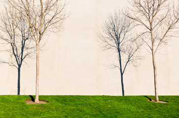 Trees cast sharp shadows on a wall. Copy space