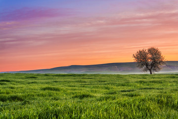 Obraz premium Tra Puglia e Basilicata: paesaggio agreste primaverile.ITALIA