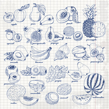 Vector hand drawing sketch illustration of fruits
