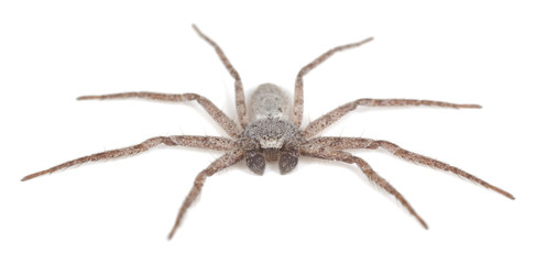 Running crab spider, Philodromidae spider isolated