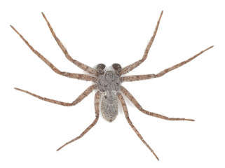 Running crab spider, Philodromidae spider isolated