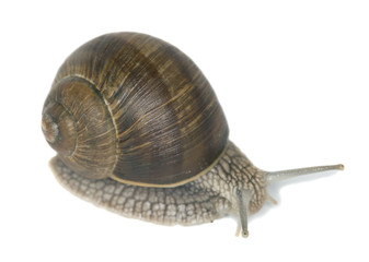 Burgundi snail or Escargot, Helix pomatia isolated
