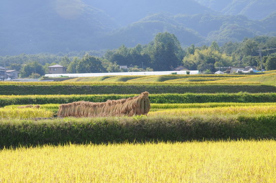 arrozal do jap&atilde;o